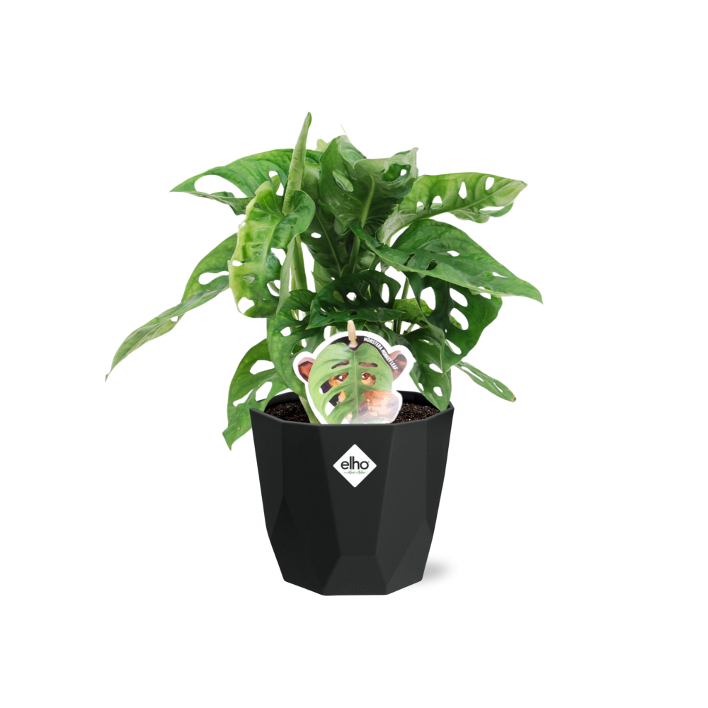 Monstera ‘Monkey Leaf’ – Pflegeleichte Zimmerpflanze im 14cm Topf