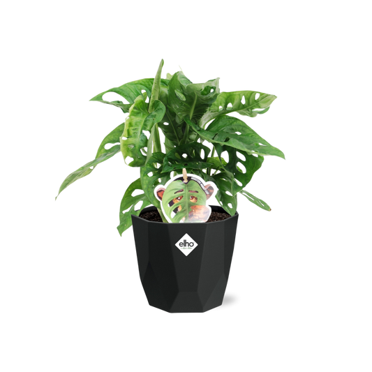 Monstera ‘Monkey Leaf’ – Pflegeleichte Zimmerpflanze im 14cm Topf