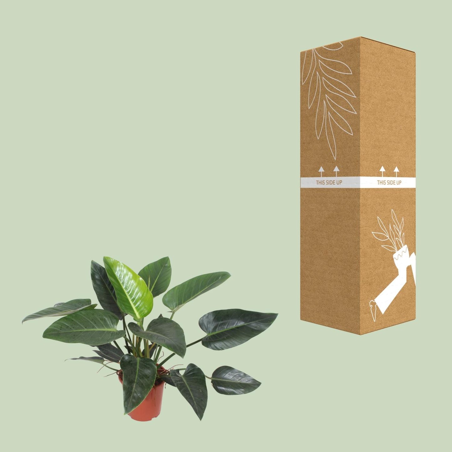 Philodendron Congo Green – Stilvolle & Pflegeleichte Zimmerpflanze Ø27cm