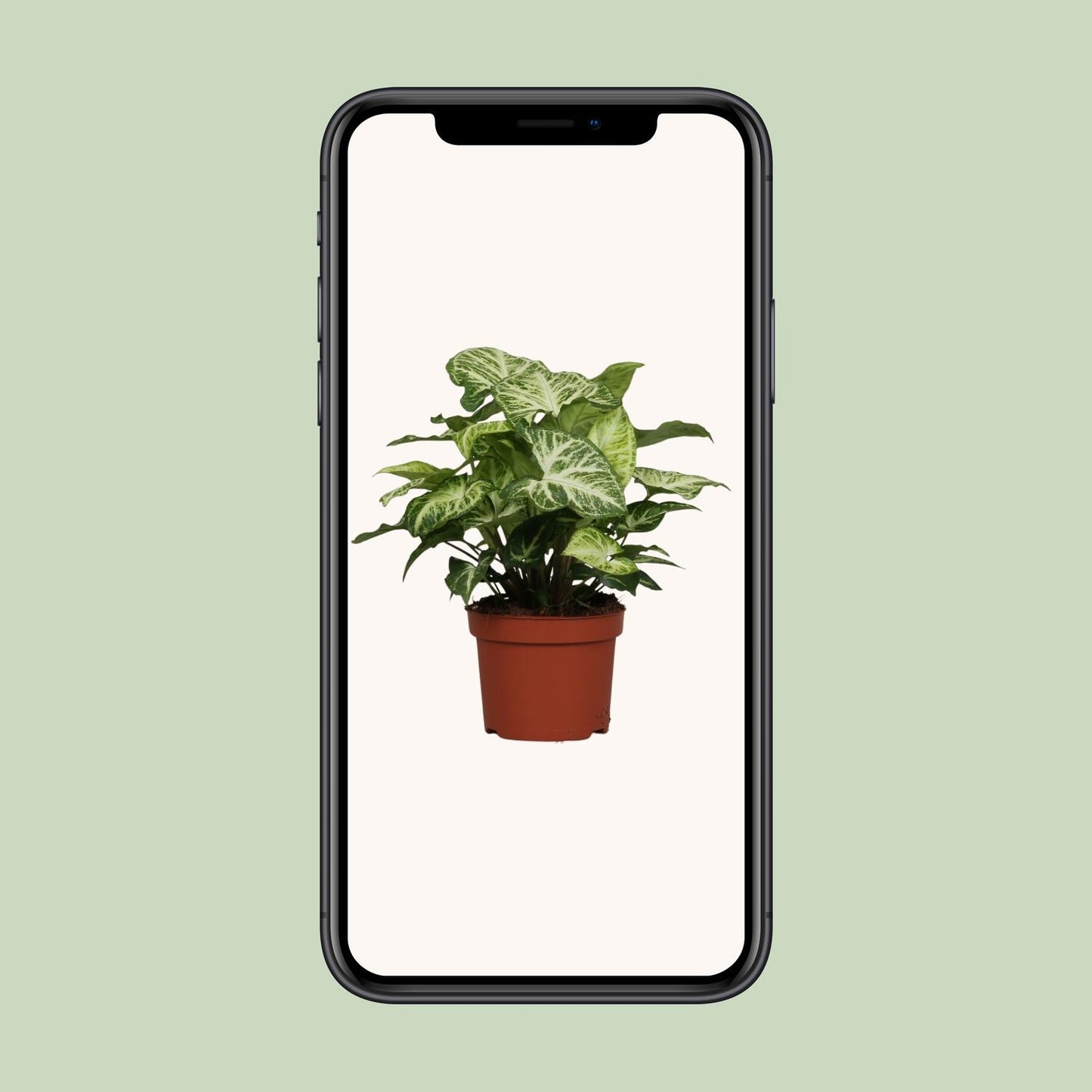 Syngonium Arrow – kompakte, pflegeleichte Zimmerpflanze Ø12cm