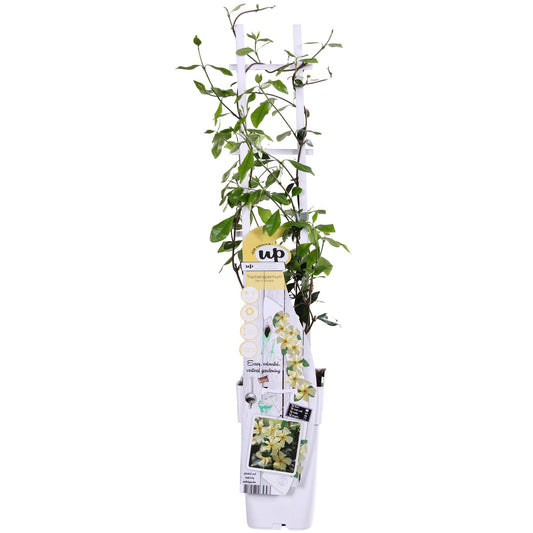 Trachelospermum 'Star of Toscana' – Toskanischer Jasmin Gelb Ø15cm