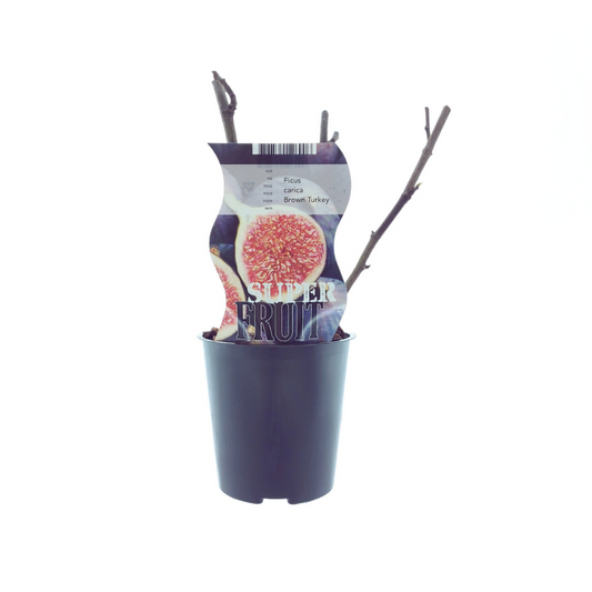 Ficus Brown Turkey – Pflegeleichte Feige Ø12cm Topf