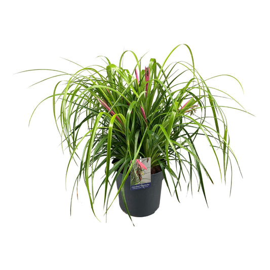 Billbergia Nutans 'Tears Of Joy' – Elegante Bromelie Ø24cm