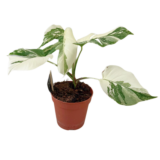Monstera Deliciosa Variegata Super White Ø15cm, 35-40cm