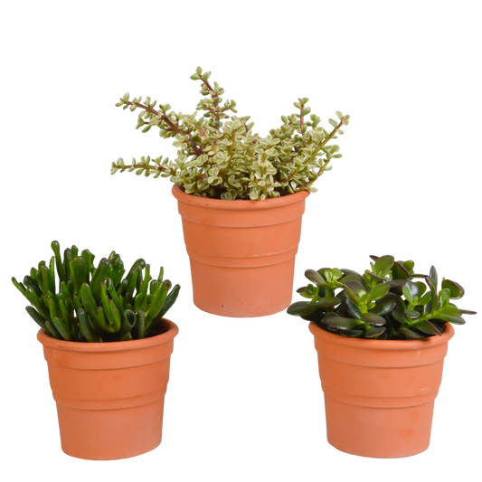 Crassula-Mischung im Terrakotta-Topf, 3er-Set