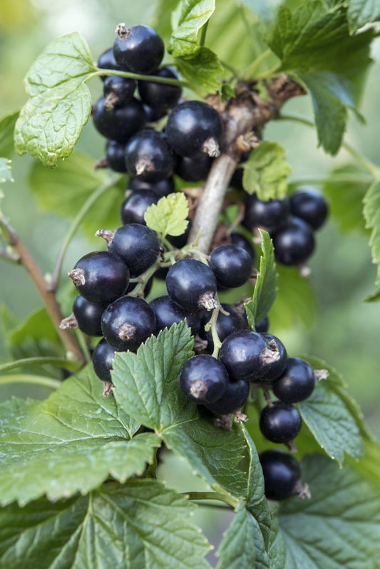 Ribes nigrum 'Ben Nevis' – Schwarze Johannisbeere Ø13cm