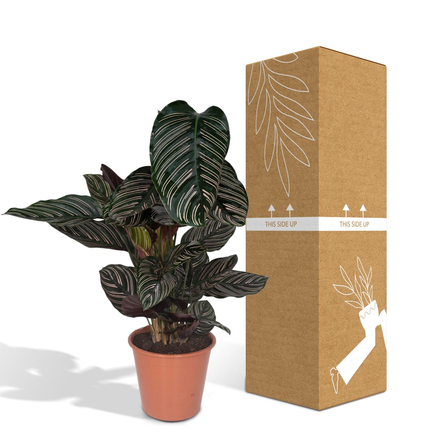 Calathea Ornata – Elegante Zimmerpflanze Ø19cm