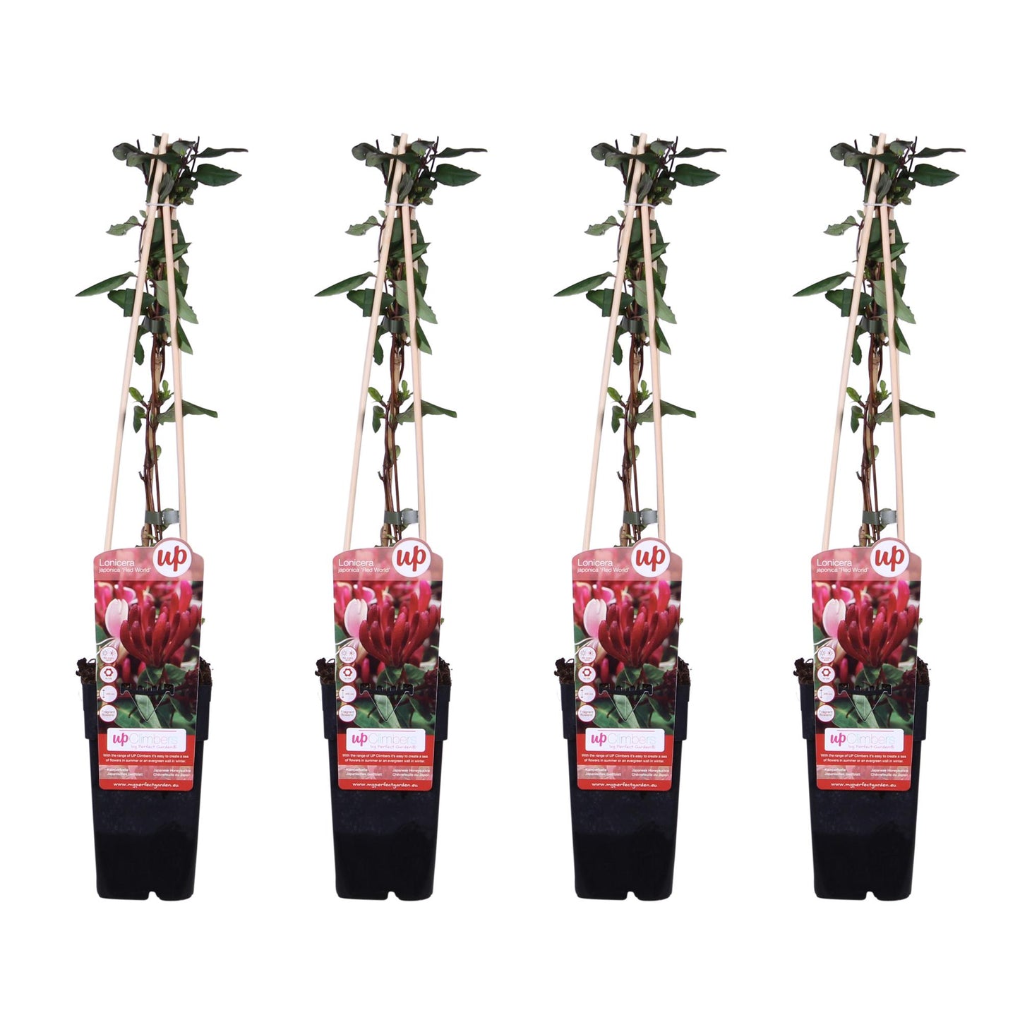 4x Lonicera japonica 'Red World' – Duftendes Geißblatt Ø15cm