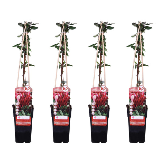 4x Lonicera japonica 'Red World' – Duftendes Geißblatt Ø15cm