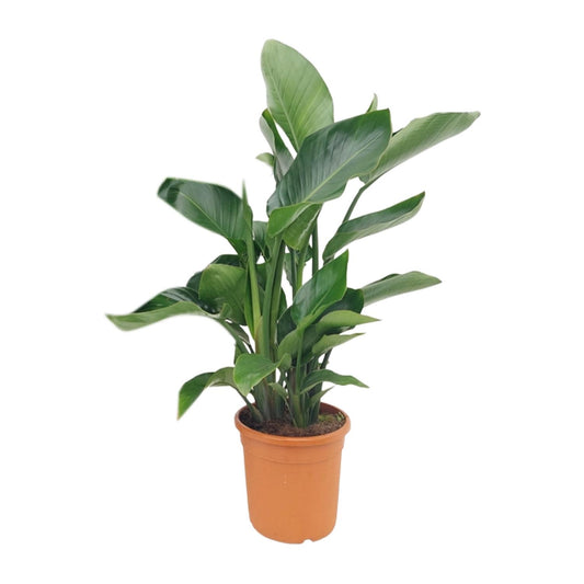 Strelitzia Nicolai – Exotische XXL-Palme Ø22cm, 85cm hoch