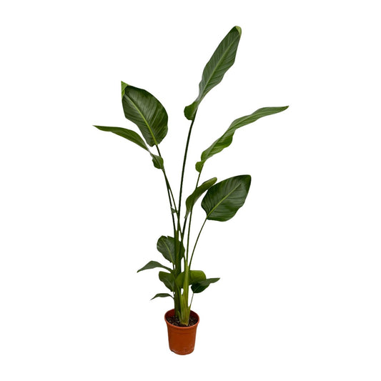 2x Strelitzia Nicolai XXL – Exotische Zimmerpflanze 130 cm