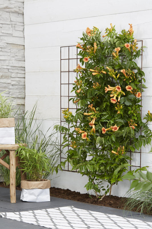 Campsis Indian Summer – Trompetenblume Orange Ø15cm