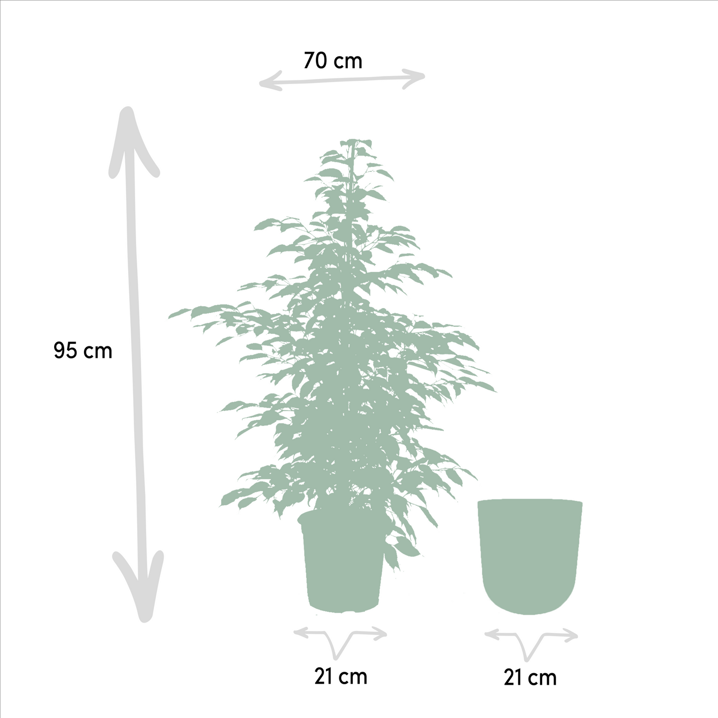 Ficus benjamina Twilight – Stilvolle & pflegeleichte Zimmerpflanze Ø21cm