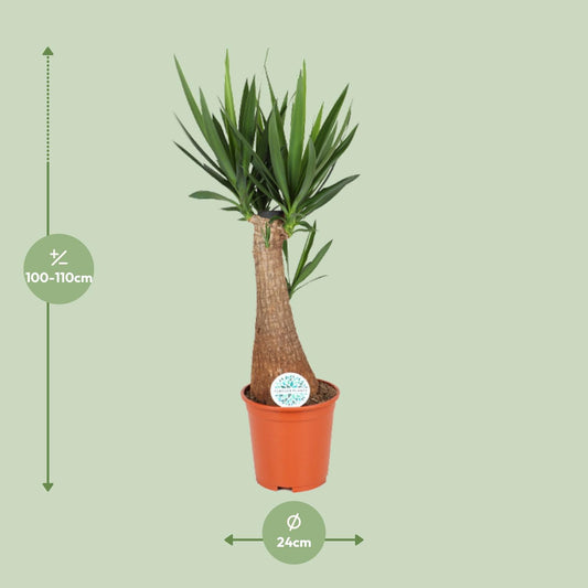Yucca INCA – Exotische, pflegeleichte Zimmerpflanze Ø24cm