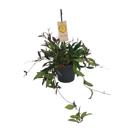 Hoya Carnosa Compacta – Pflegeleichte Wachsblume Ø19cm