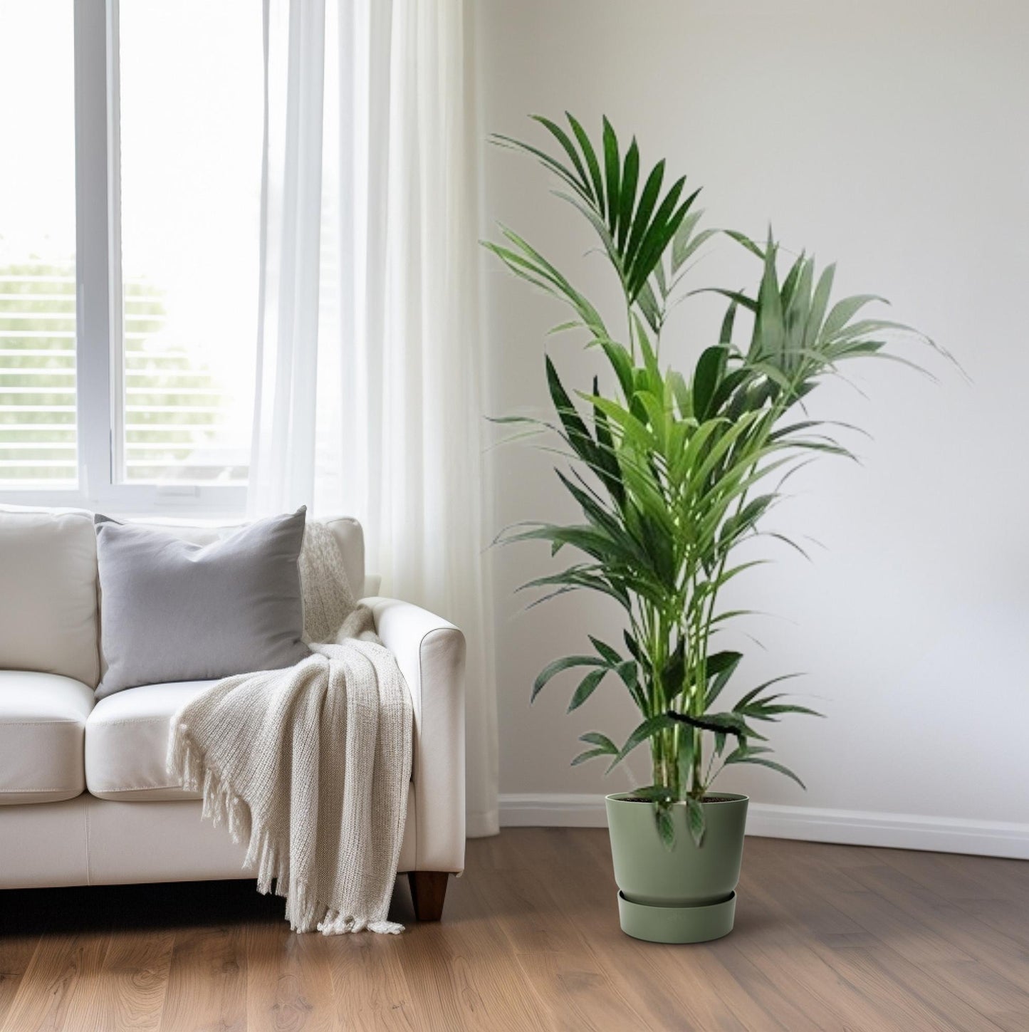 Howea Kentia-Palme Ø24cm, Höhe ca. 160cm – Pflegeleicht & Elegant
