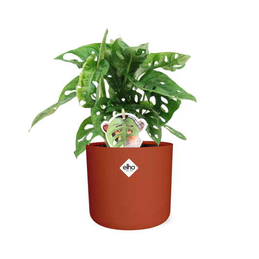 Monstera ‘Monkey Leaf’ im ELHO b.for soft Rond 14cm Brique