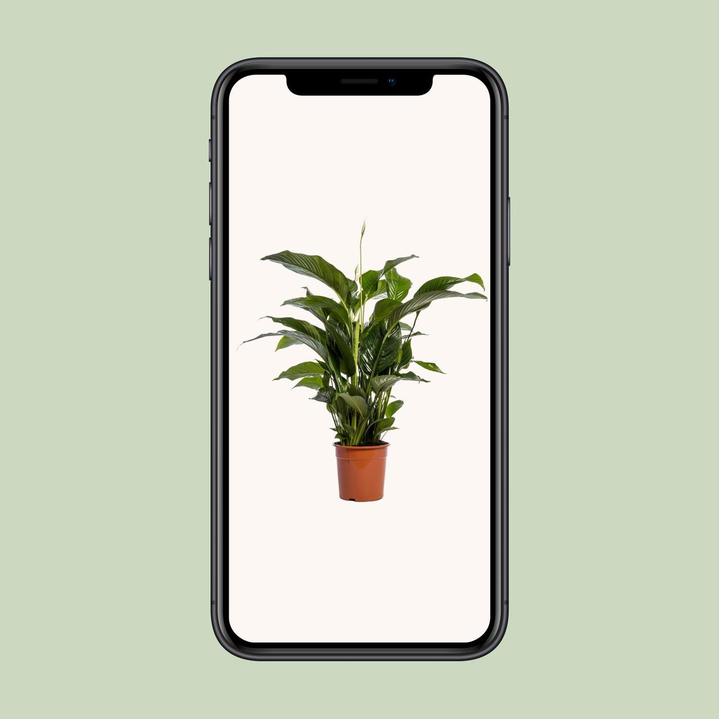 Spathiphyllum Bellini – Elegante Friedenslilie Ø24cm, 100cm hoch