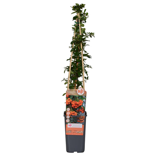 Pyracantha 'Orange Glow' – Pflegeleichter Strauch mit leuchtenden Beeren