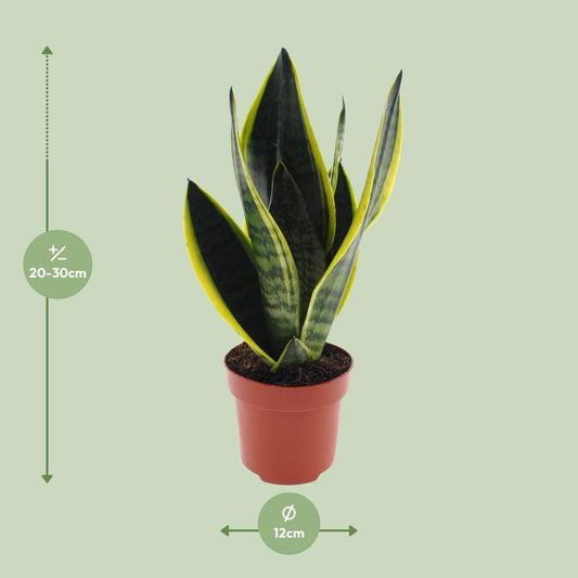 Sansevieria Futura Superba – Pflegeleichte Schwiegermutterzunge Ø12cm