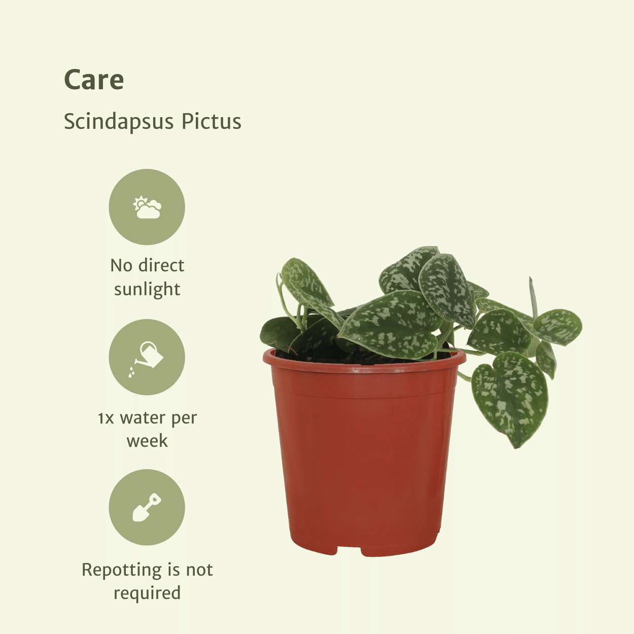 2x Scindapsus Pictus – Elegante Kletterpflanzen 15cm