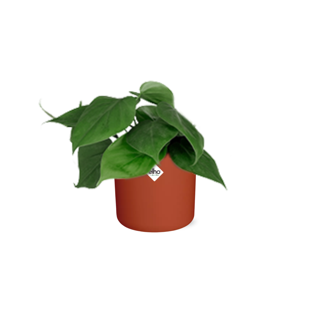 Philodendron Scandens im ELHO b.for soft Rond 14cm Brique
