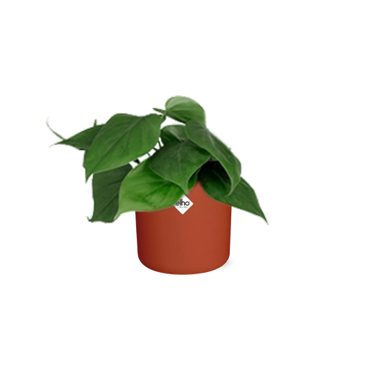 Philodendron Scandens im ELHO b.for soft Rond 14cm Brique