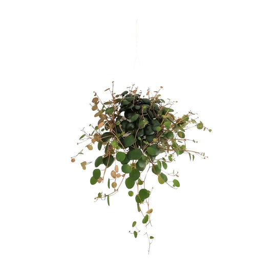 Peperomia Pepperspot – Pflegeleichte Zimmerpflanze Ø11cm