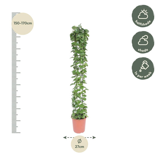 Cissus rotundifolia Gaasrek – Kletterpflanze 160 cm
