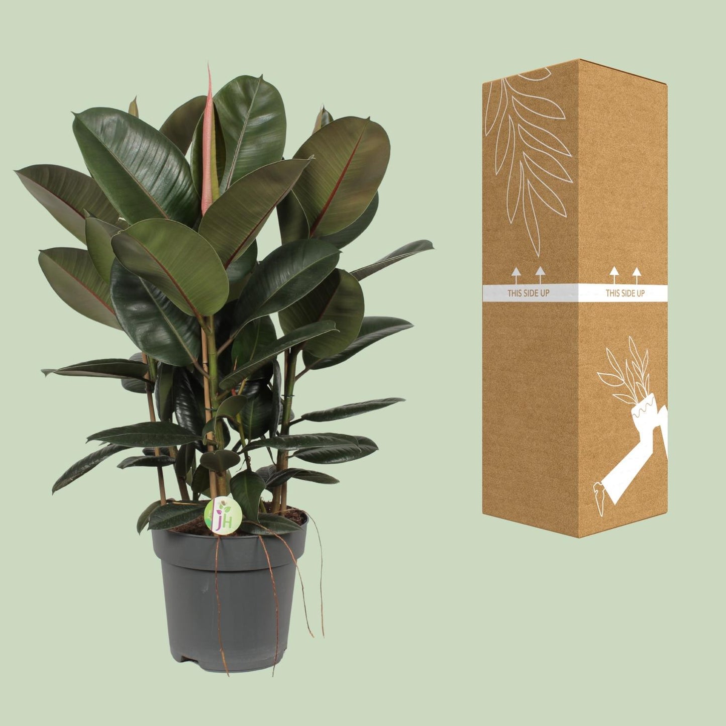 Ficus Robusta – Pflegeleichte XXL-Zimmerpflanze Ø27 cm