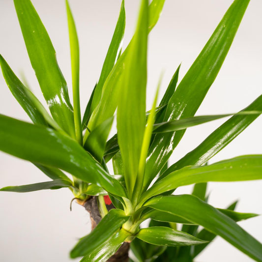 2x Yucca Elephantipes – Palmlilie, 90 cm, Ø17 cm
