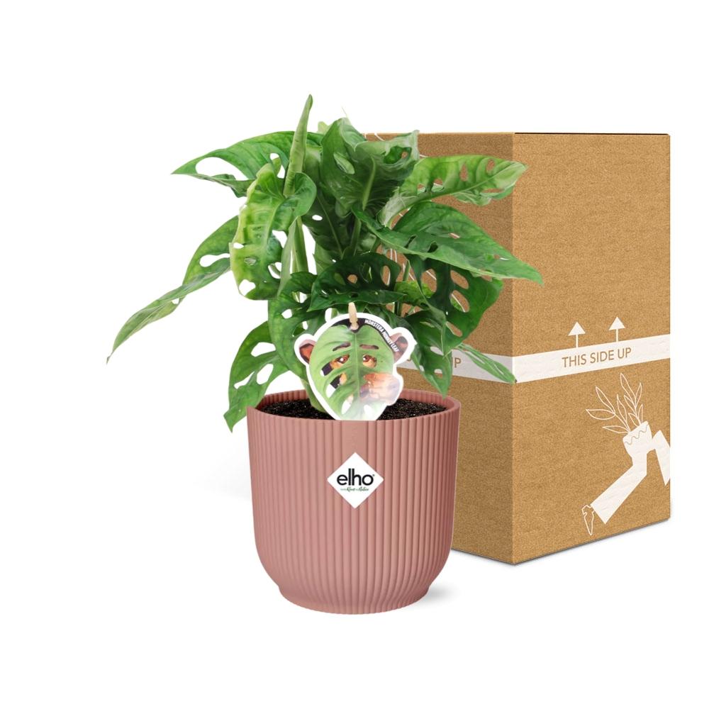 Monstera ‘Monkey Leaf’ im ELHO Vibes Fold 14cm Topf rosa