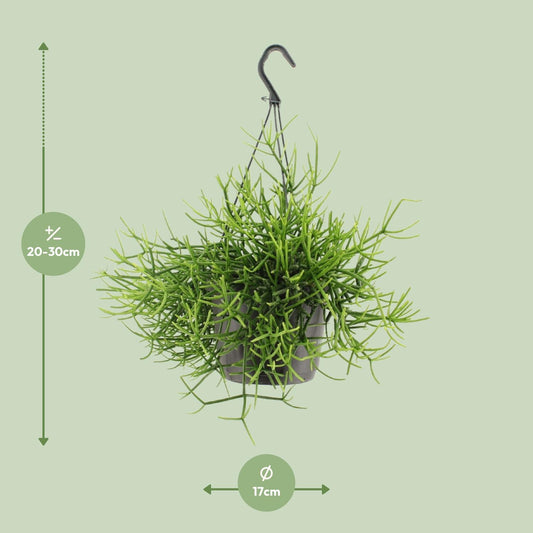Rhipsalis Heteroclada – pflegeleichte Hängepflanze Ø17cm