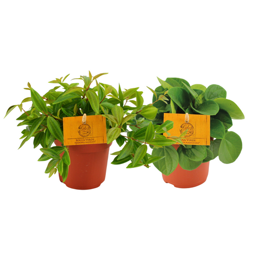 Peperomia Duo 2.0 – 2 pflegeleichte Zimmerpflanzen Ø10,5cm