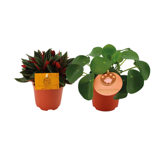 Peperomia Duo Rosso & Pilea Peperomioides – 2er Set Ø12cm
