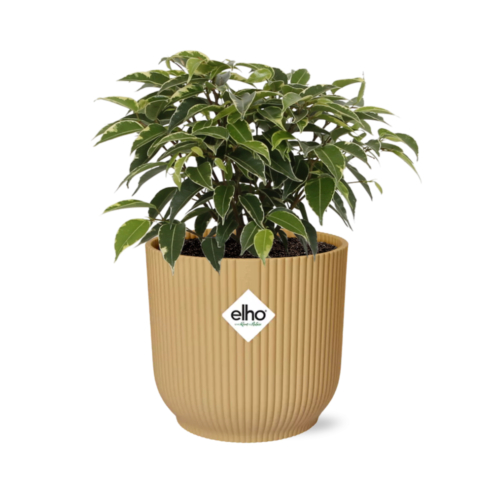 Ficus Benjamina Kinky im ELHO Vibes Fold Topf 14cm Gelb