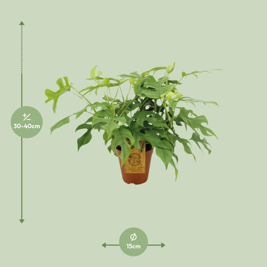 Monstera Minima – Pflegeleichte Zimmerpflanze Ø15cm