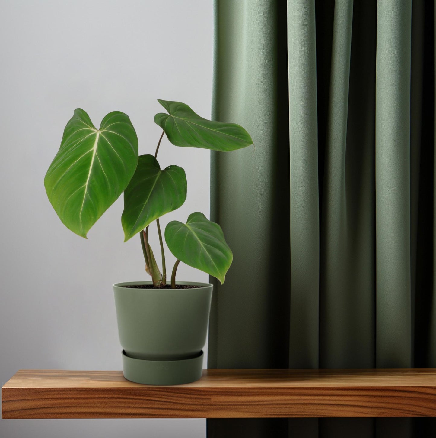 Philodendron Glorisoum – Pflegeleichte Zimmerpflanze Ø12cm