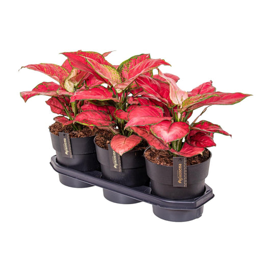 Aglaonema Red Joy – Pflegeleichte Zimmerpflanze Ø19cm