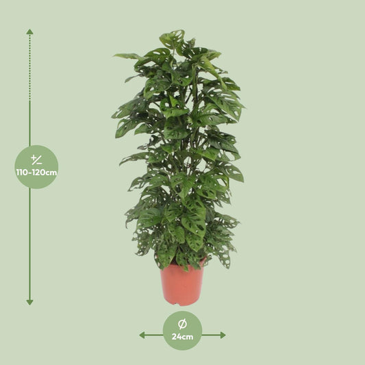 Monstera Monkey Leaf - Ø24cm Topf, ca. 120cm hoch