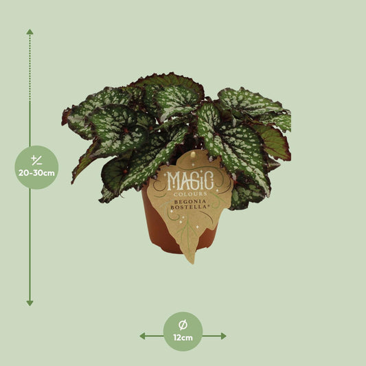 Begonia Rex Bostella – Pflegeleichte Farbpracht Ø12 cm