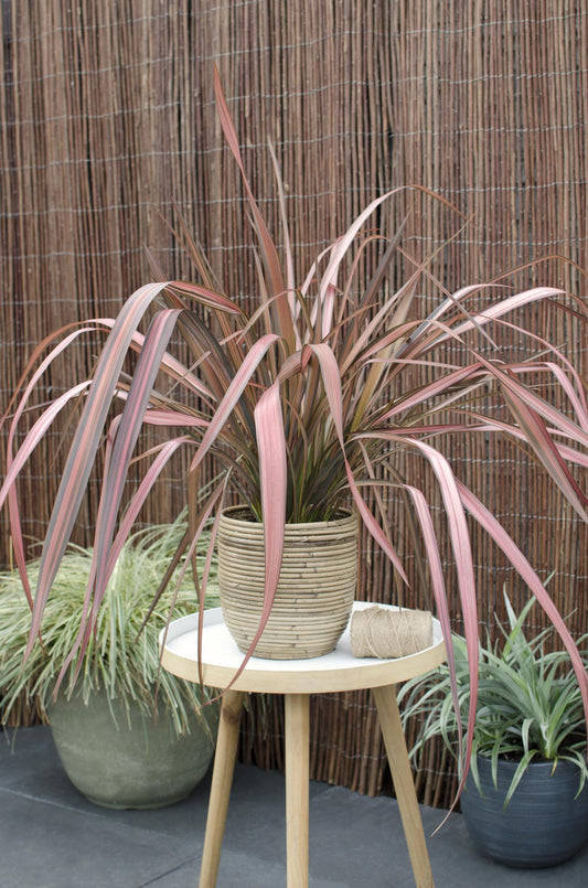 Phormium 'Pink Flamingo' – Farbstarker Immergrüner Strauch Ø14cm