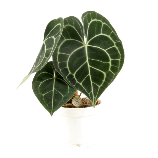Anthurium Clarinervium – Pflegeleichte Eleganz Ø12cm
