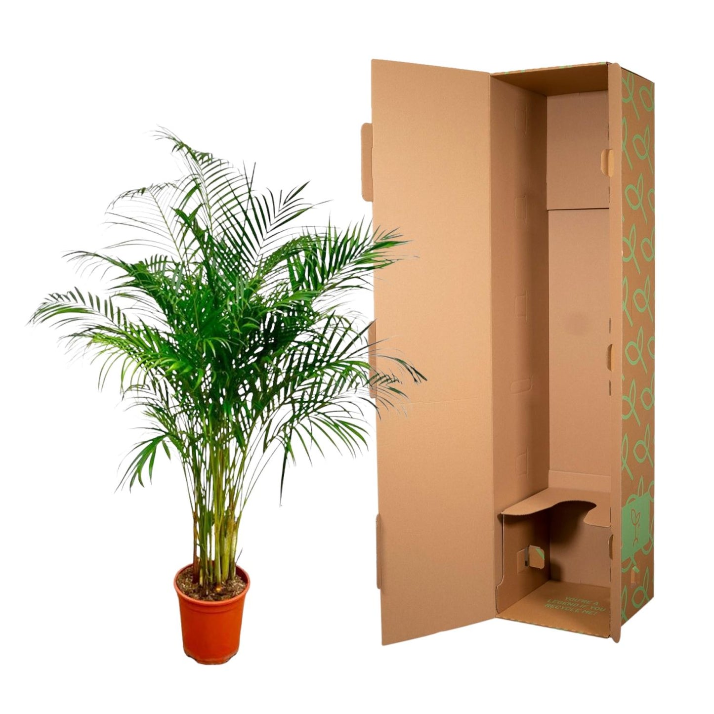 Dypsis Lutescens (Areca-Palme) – 180 cm, ø27 cm
