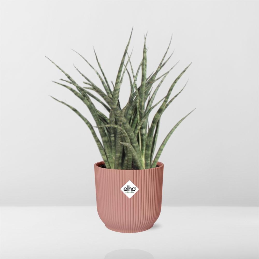 Sansevieria Fernwood Punk in ELHO Vibes Fold 14cm rosa – Pflegeleicht & Luftreinigend