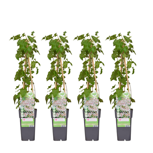 4x Fallopia baldschuanica – Schneller Laubkletterer Ø15cm