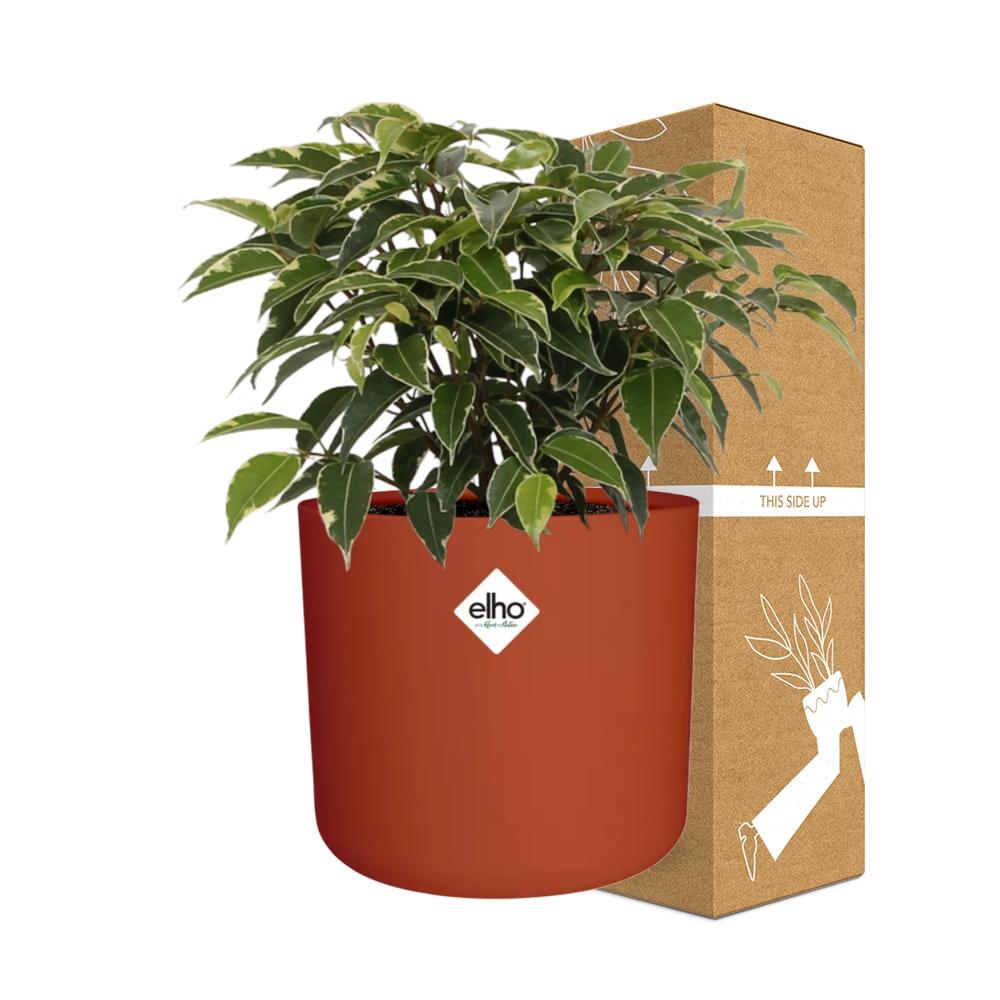Ficus Benjamina Kinky im ELHO b.for soft rond 14cm Topf brique