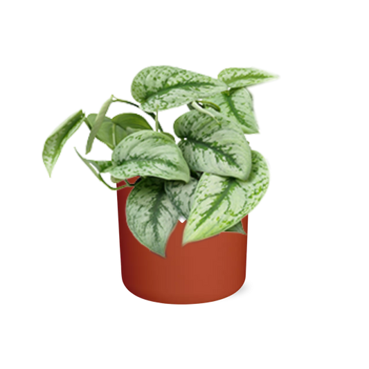Scindapsus Pictus ‘Trebie’ – pflegeleichter Teufels-Efeu 14cm
