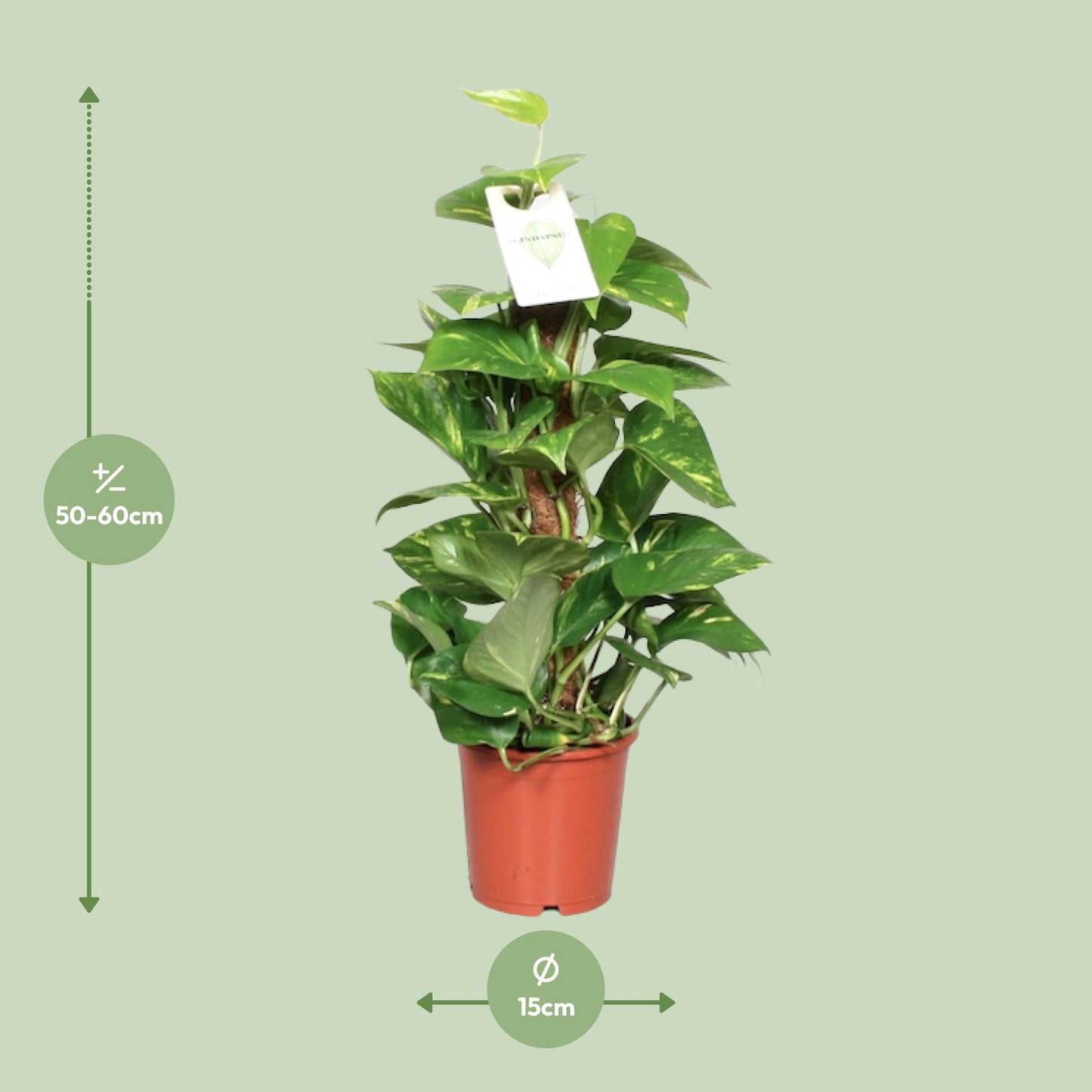 Epipremnum Pinnatum Mosstok – Goldene Efeutute 60 cm