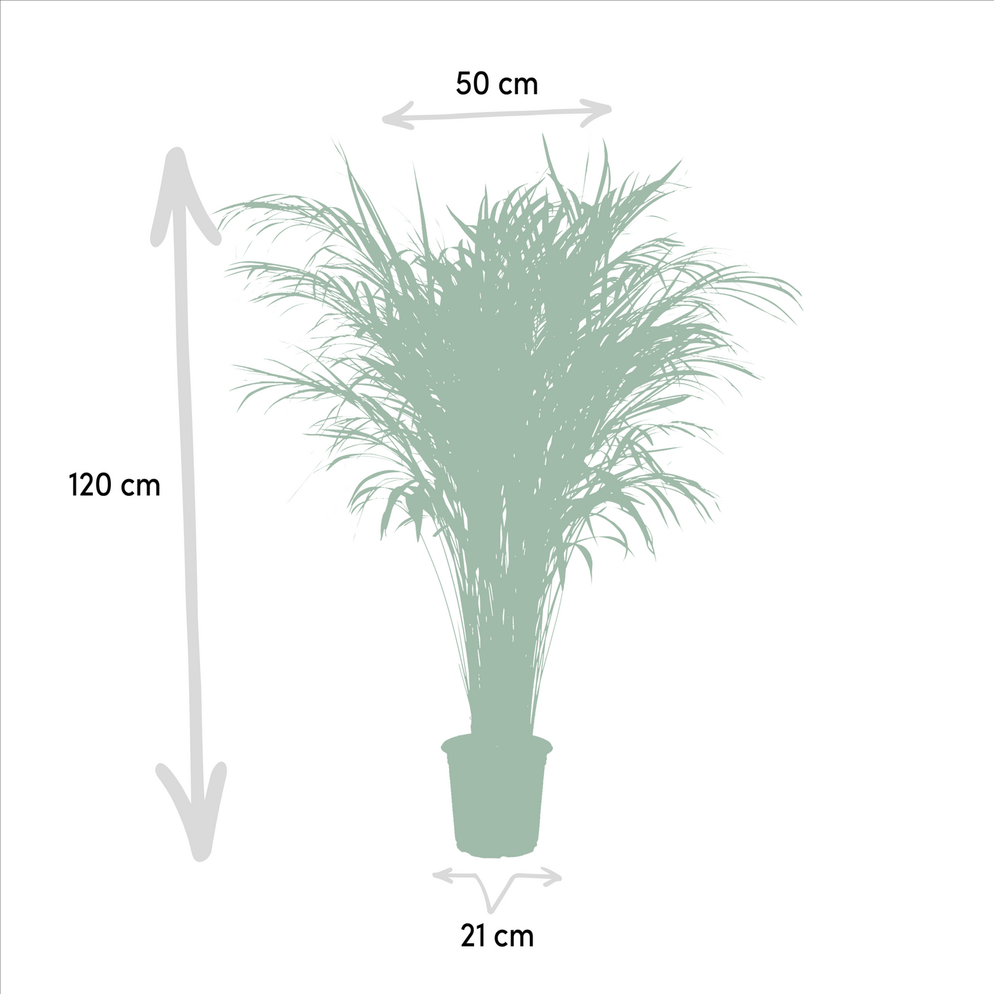 Areca-Palme Ø21cm – Luftreinigende Goldfruchtpalme